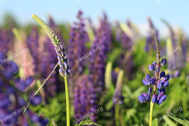 Flowers Lupins Lupine Summer Spring