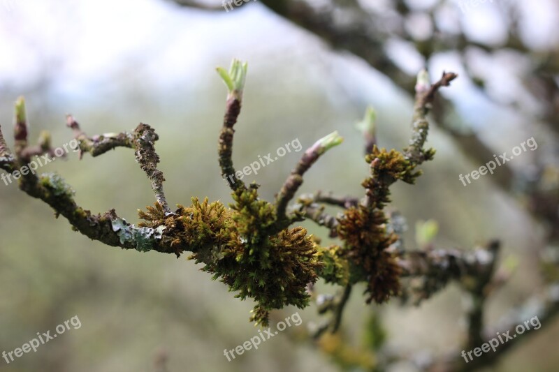 Lichen Branch Tree Nature Moss