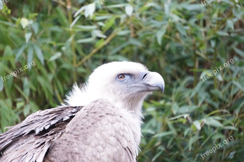 Vulture Bird Nature Animal Bird Of Prey