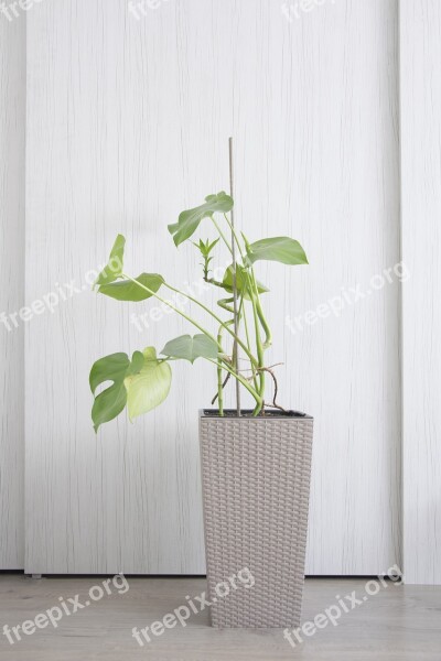 Philodendron Leaf Flower Minimum Room