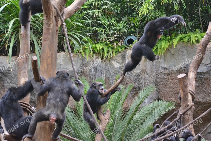 Zoo Ape Young Animal Primates Excitement