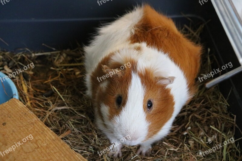 Cavy Animal Domestic Animal Rodents Cute