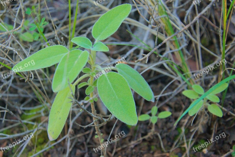 Sage Forest Nature Green Free Photos