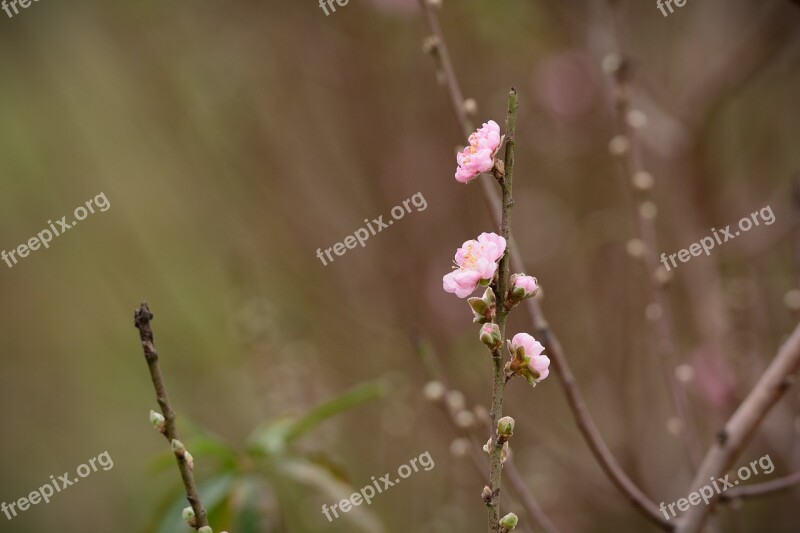 Flower Peach Flower Pink Nature Garden