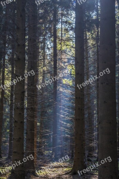 Forest Light Landscape Nature Trees