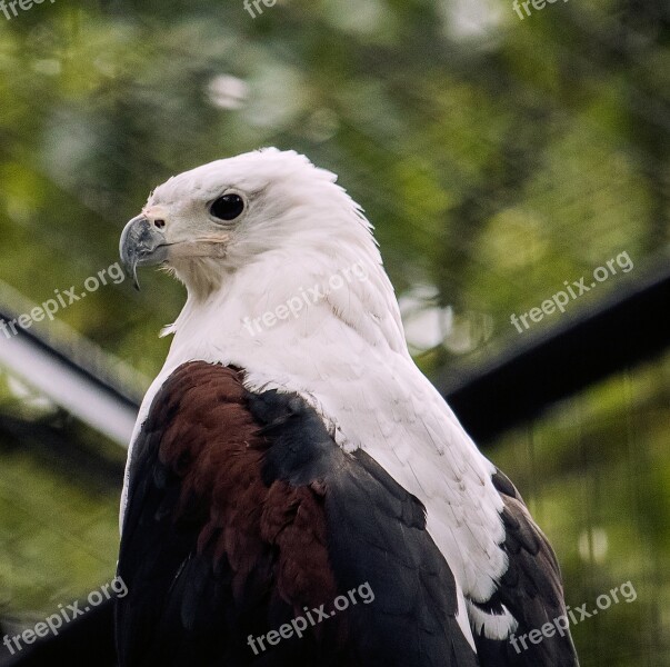 Raptor Bird Animal Animal World Plumage