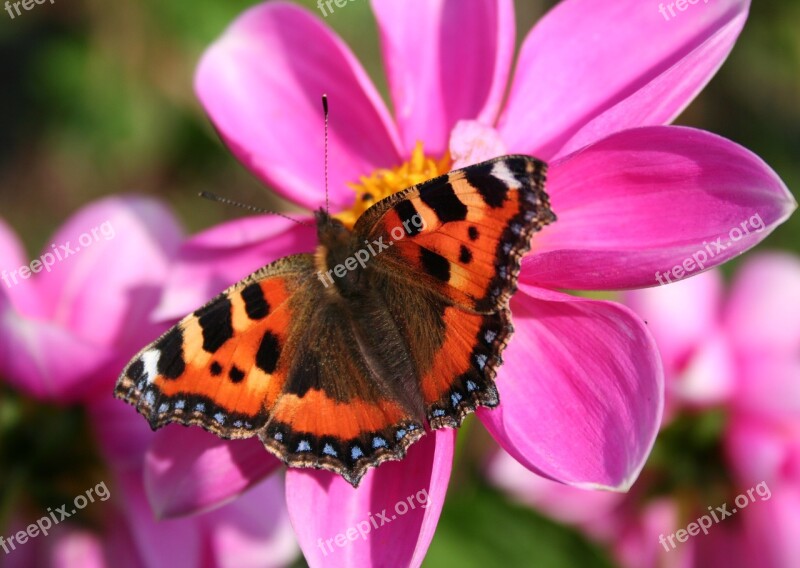 Butterfly Pink Red Admiral Flower Summer