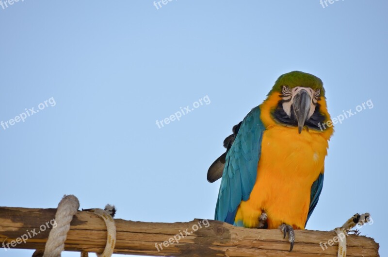 Parrot Animal Exotic Plumage Tropicale