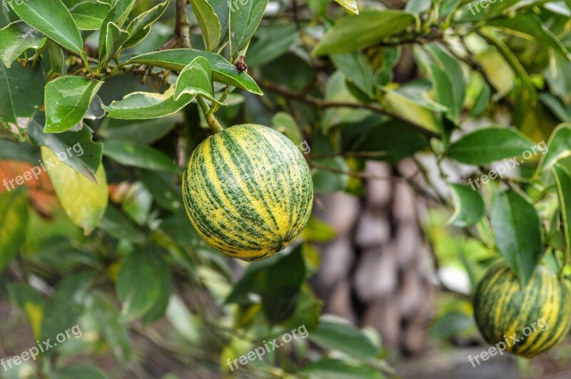 Fruit Tree Orange Tree Healthy Orange