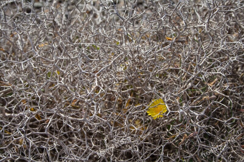 Desert Flower Desert Flower Beauty Loneliness