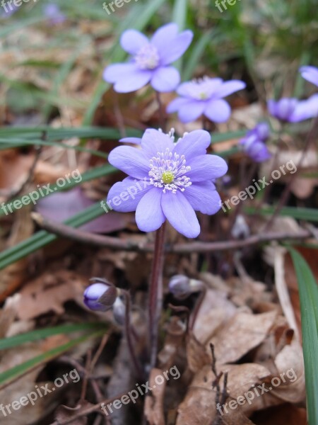 Hepatica Spring Flower Nature Purple