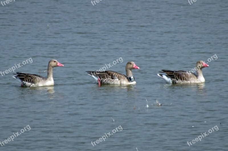 Bird Goose Greylag Goose Radiocollared Radio-collared