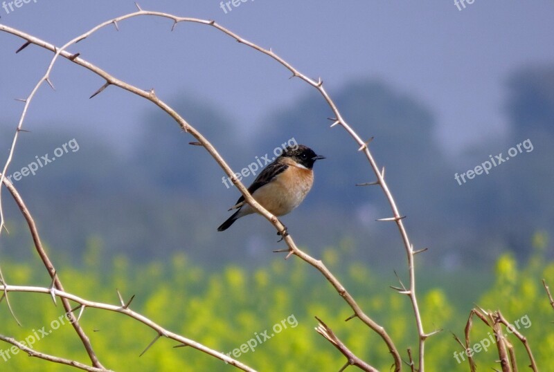 Bird Wildlife Avian Siberian Stonechat Asian Stonechat