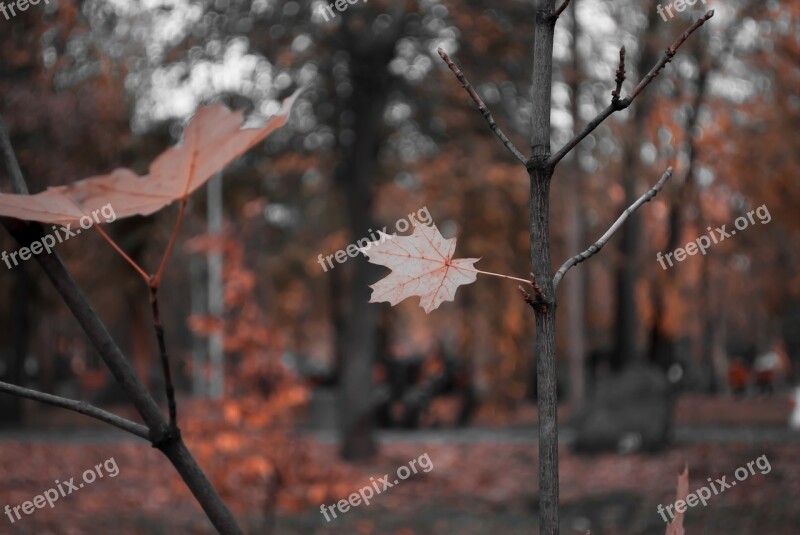 Bokeh Leaves Sheet Foliage Nature