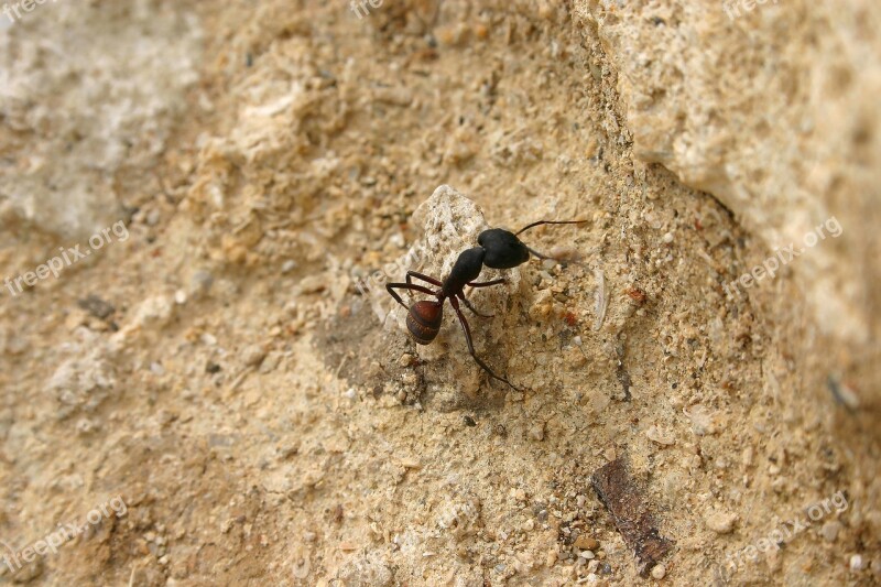 Ant Sand Nature Summer Waves