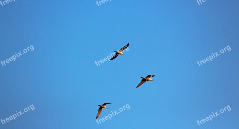 Flying Birds Flying Hummingbird Birds Wing