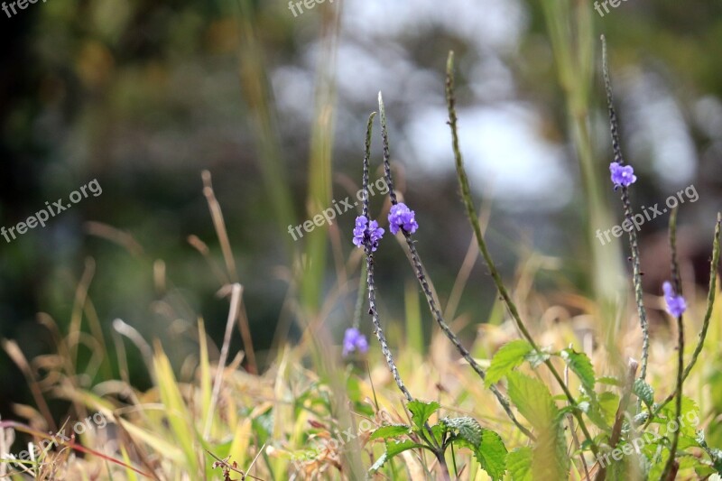 Nature Flowers Meadows Spring Grassland Plants