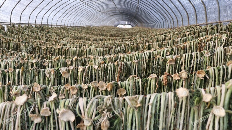 Driedradishgreens Radish Greens Radishgreens Agriculture