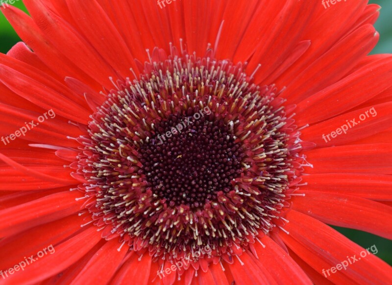 Gerbera Flower Nature Red Free Photos