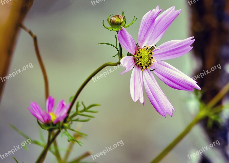 Cosmos Flower Pink Bloom Cosmea