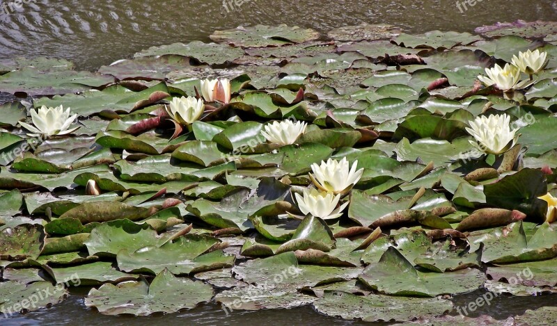 Water Lilies Flowers White Nature Flourishing