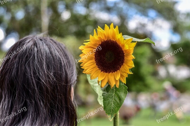 Sunflower Plain Landscape Grass Nature