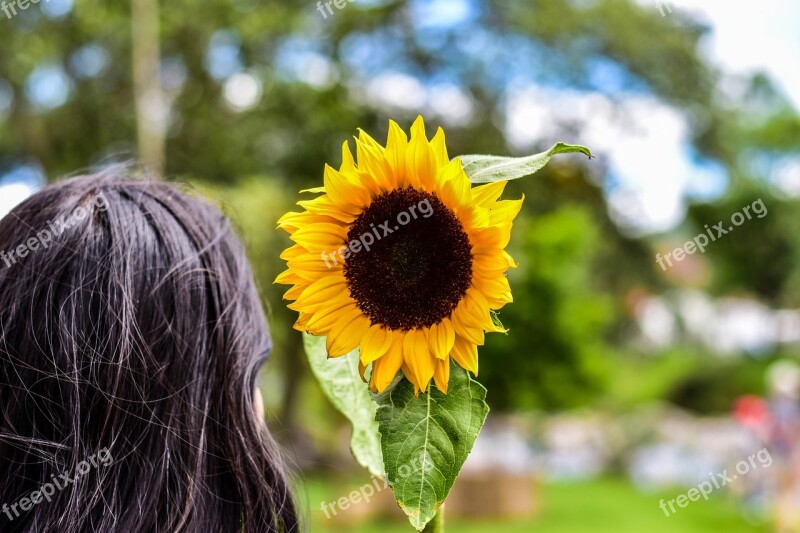 Sunflower Plain Landscape Grass Nature