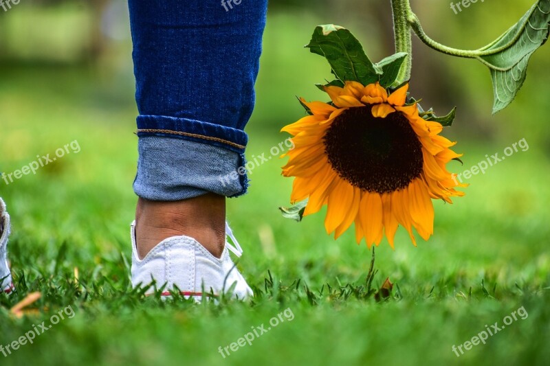 Sunflower Plain Landscape Grass Nature