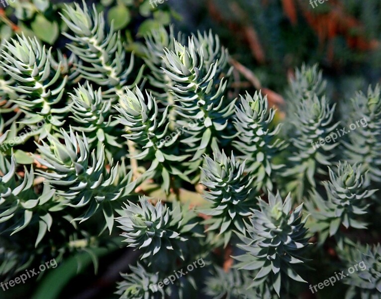 Leaves Euphorbia Garden Nature Free Photos