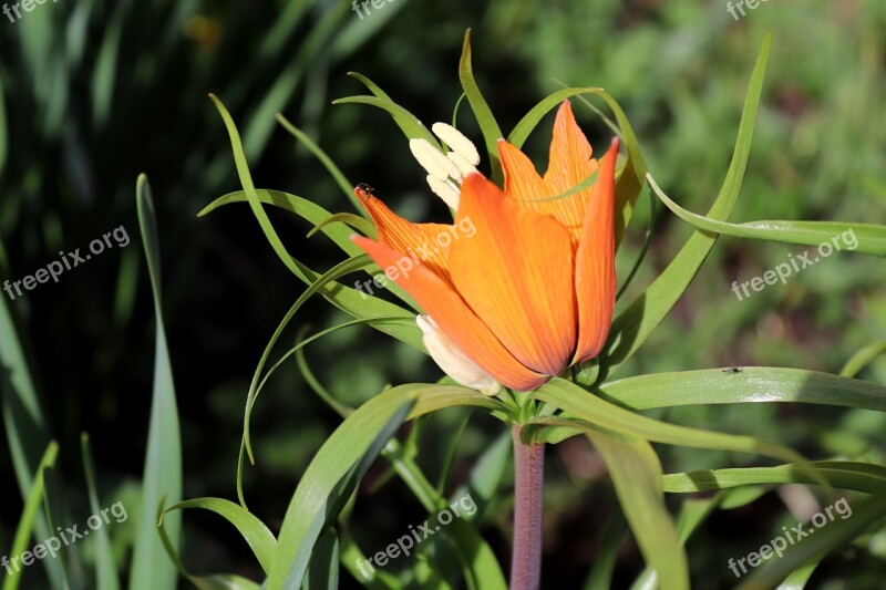 Imperial Crown Blossom Bloom Nature Plant