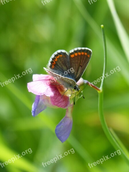 Butterfly Aricia Cramera Brunette Moreneta Southern Nature