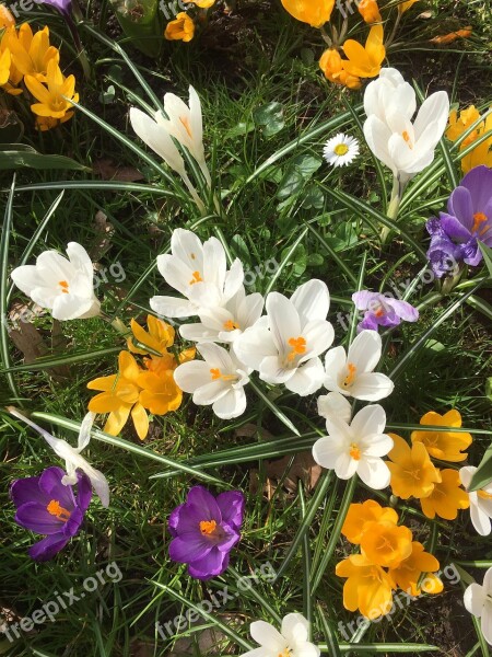 Spring Blossoms Colorful Nature Farbenpracht Crocus