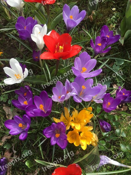 Spring Blossoms Colorful Nature Farbenpracht Crocus