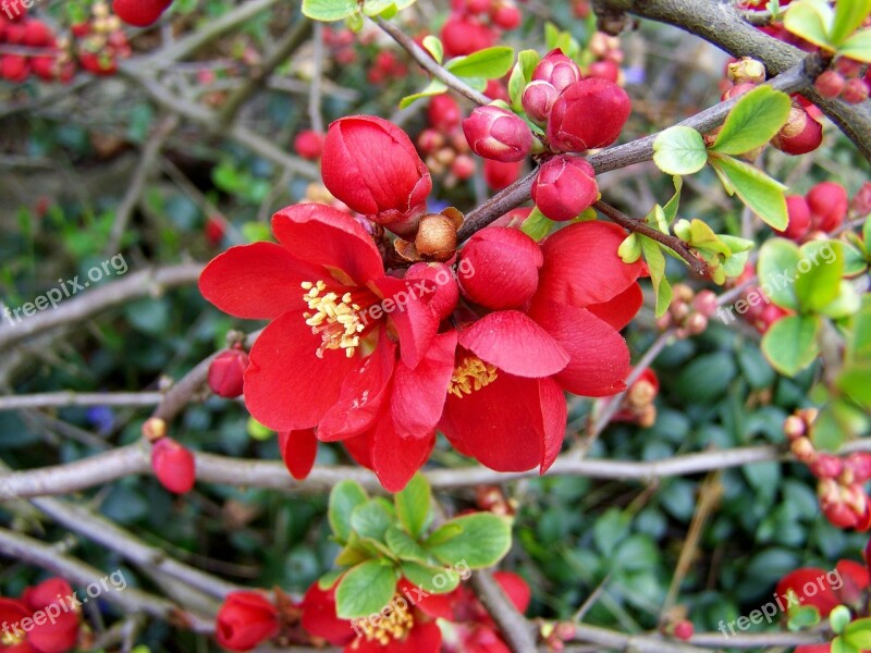 Japan Quince Spring Free Photos