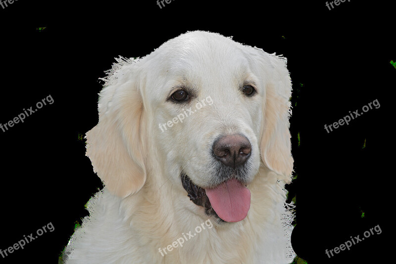 Dog Free Golden Retriever Pet Dog Animal