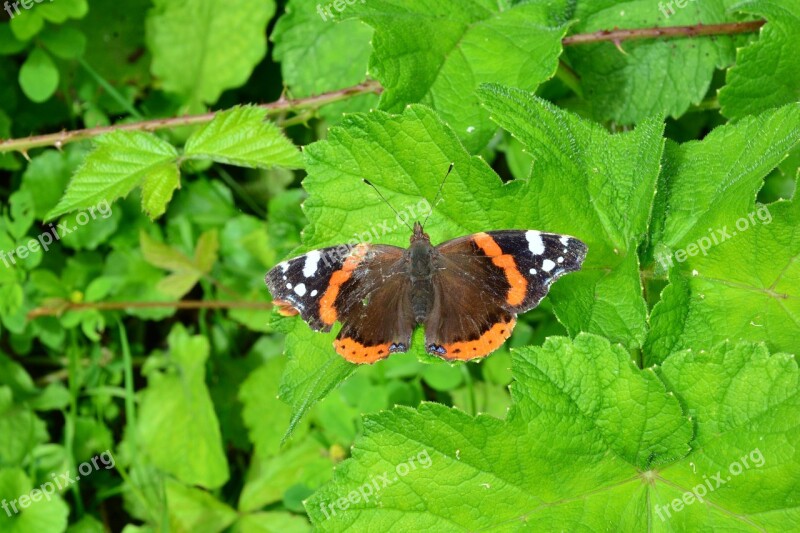 Nature Outdoors Insect Summer Wild Life