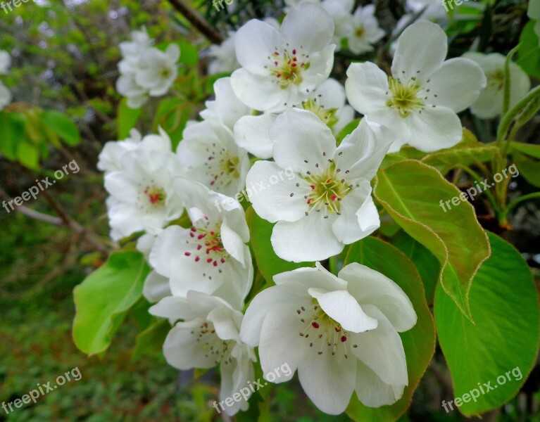 Flower Plant Nature Sheet Branch