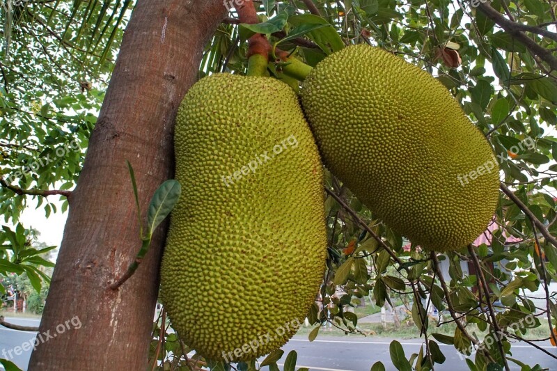 Large Jackfruit Growing Tree Nature