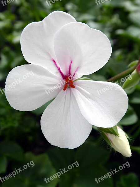 Geranium Pelargonium Flower White Pink