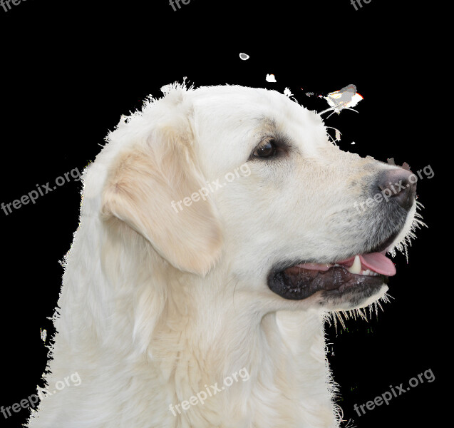 Dog Free Golden Retriever Pet Dog Animal