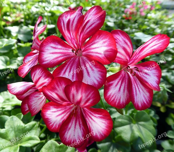 Geranium Pelargonium Flower Géraniacées Red