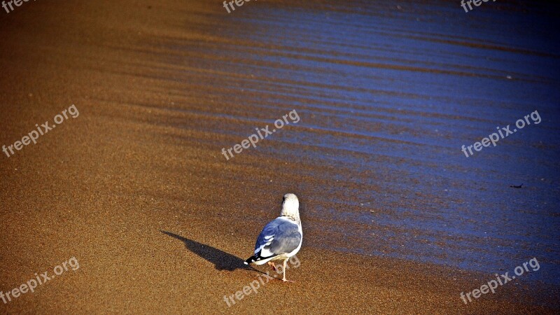 New Nature Dawn Sea Beach