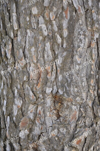 Bark Tree Rough Log In Pattern