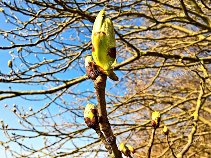 Tree Tree Buds Large Furry Spring