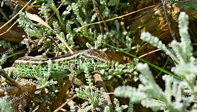 The Lizard Common Nature Reptile Lizard