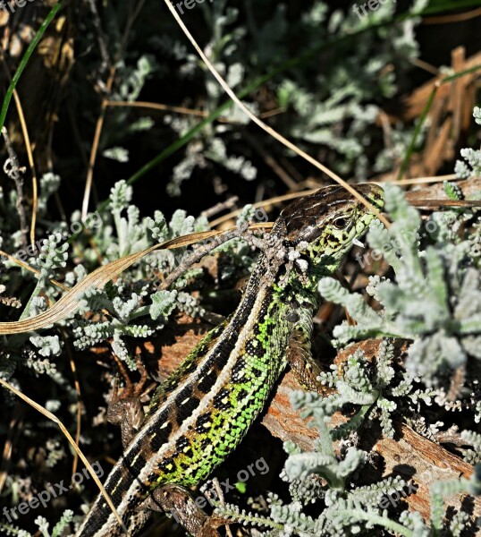 The Lizard Common Reptile Nature Animal