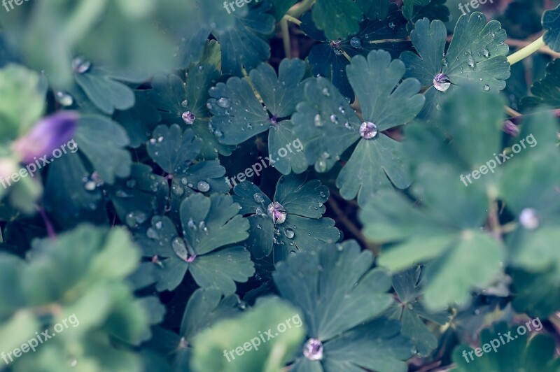 Plant Leaf Natural Flowers Shizuku