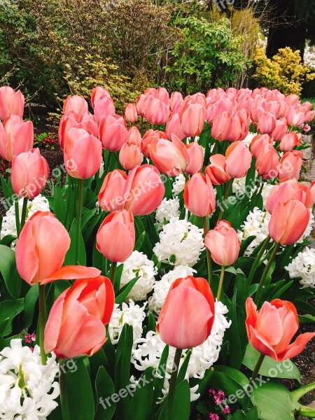 Tulip Flower Nature Flora Garden