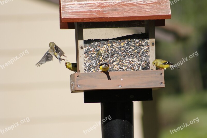 Bird Bird Feeder Gold Finch Feeder Nature