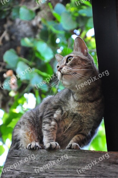 Animalia Nice Cat Mammalia Nature